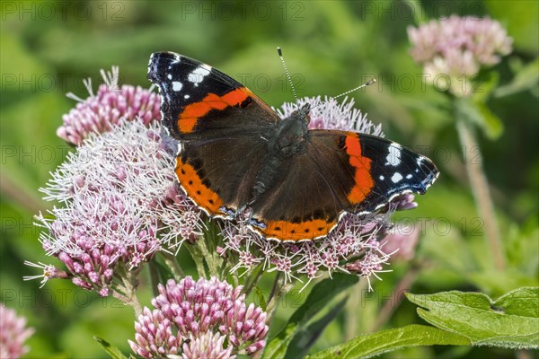 Red admiral