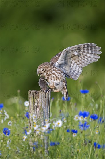 Ringed little owl