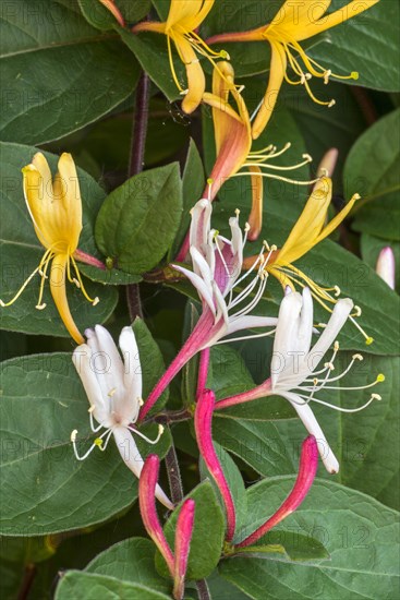 Common honeysuckle