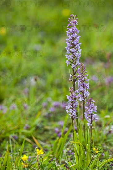 Fragrant orchid