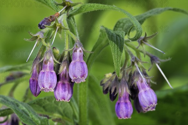 Common comfrey