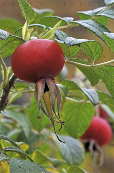 Rugosa rose