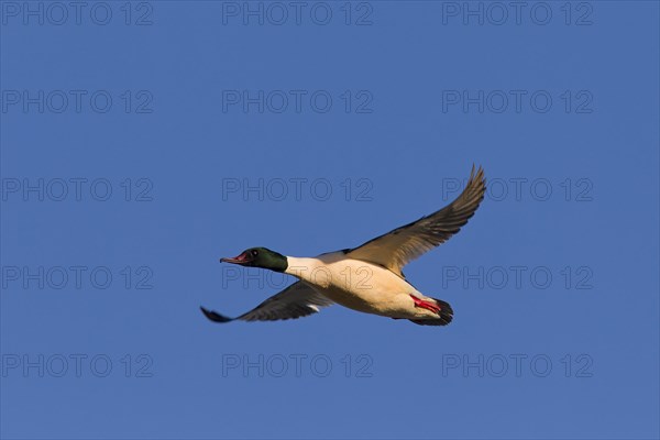 Goosander