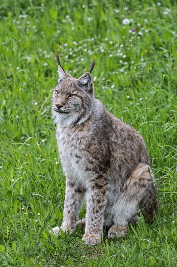 Eurasian lynx