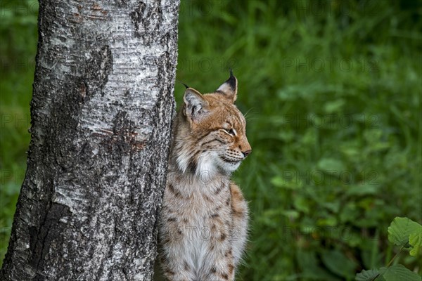 Eurasian lynx