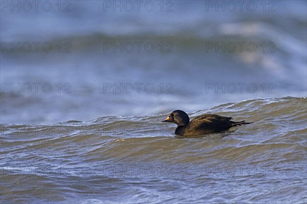 Common scoter