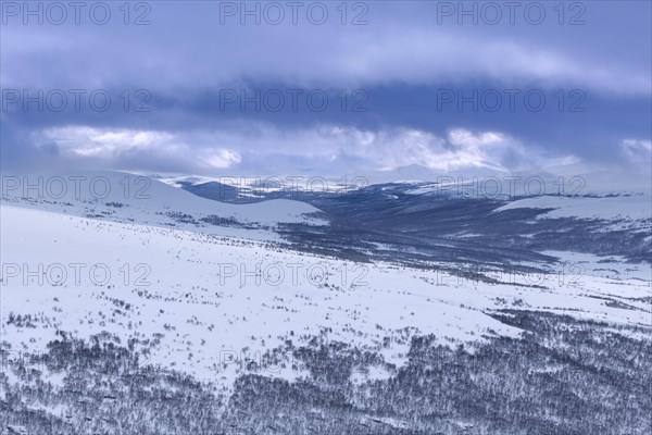 Forest with birch trees in the snow at the Dovrefjell Sunndalsfjella National Park in winter