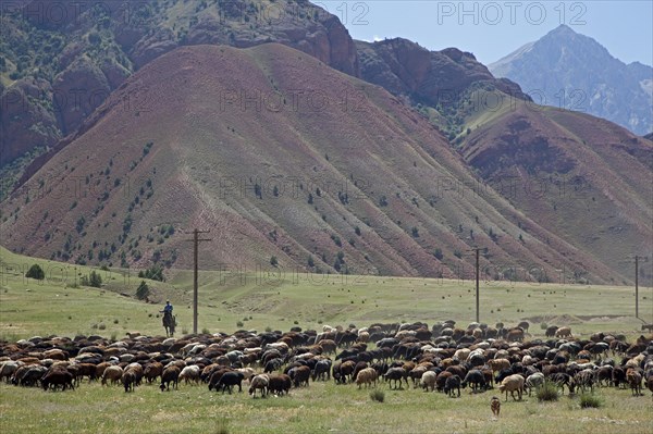Kyrgyz shepherd on horseback herding flock of sheep in the mountains of the Osh Province