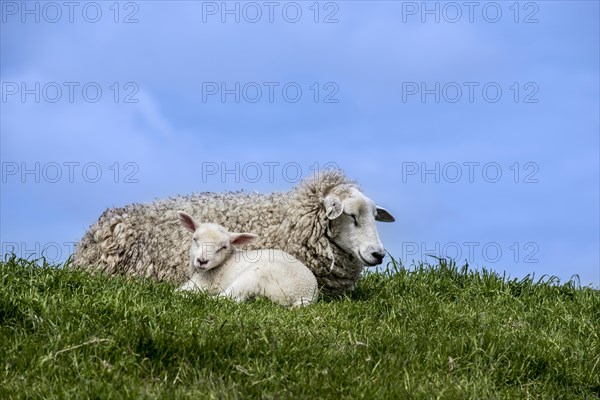 Texel sheep