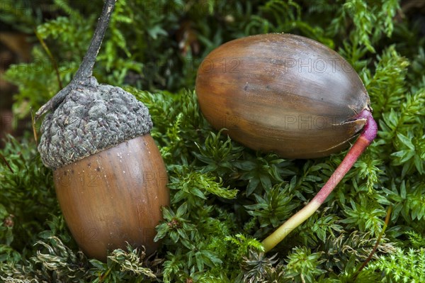 Acorn of English oak