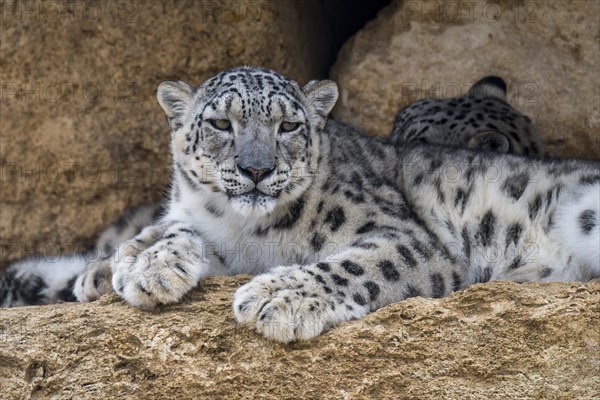 Snow leopard