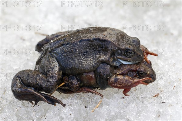 European common brown frogs