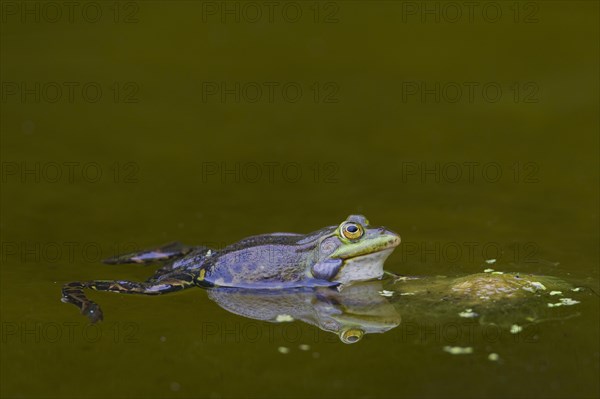 European edible frog