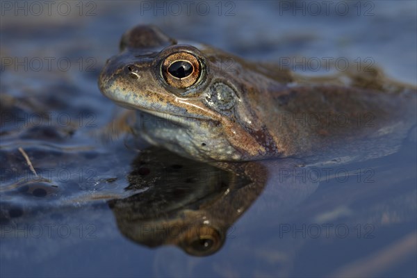 Moor Frog