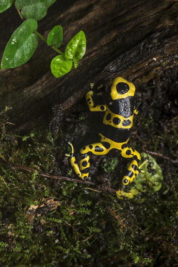 Yellow-banded poison dart frog