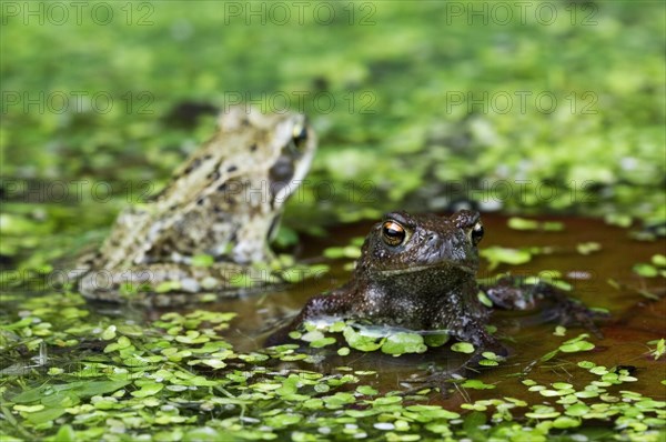 Juvenile common toad