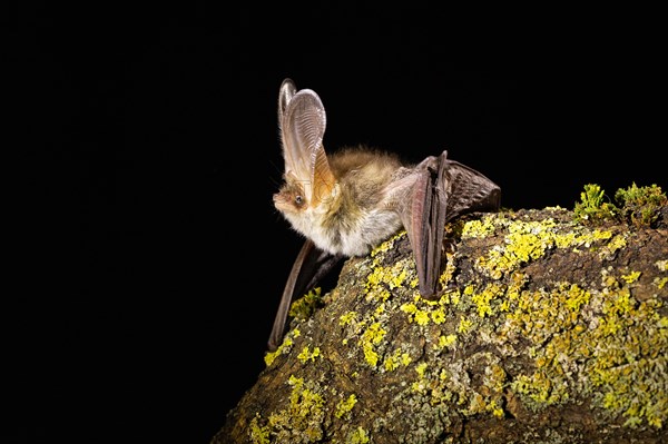 Brown long-eared bat