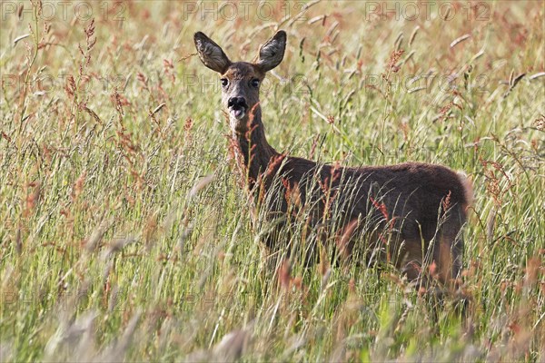 European roe deer