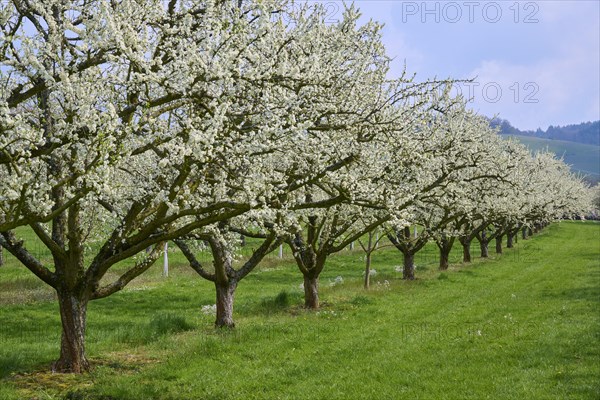 Plum tree