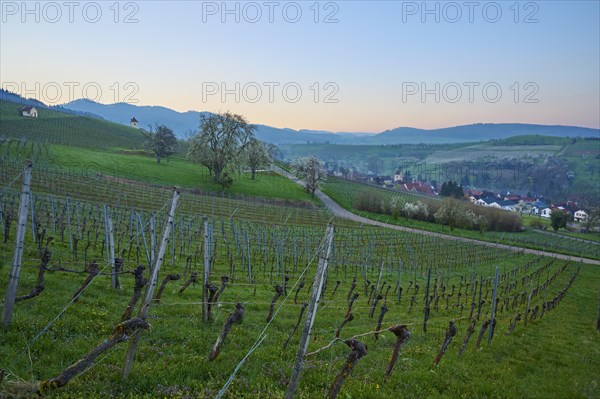 Vineyards