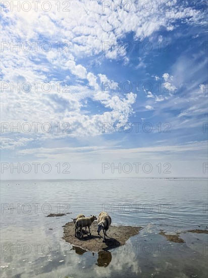 Sheep standing on a piece of land at the beginning of the tide in the Wadden Sea near Terschelling