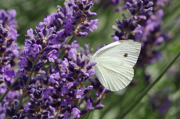 Small white