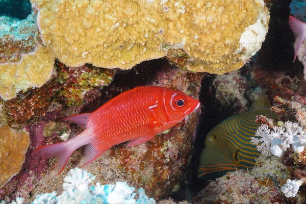 Silverspot squirrelfish