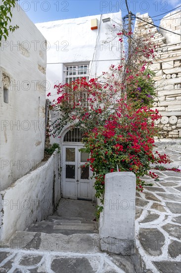 White Cycladic houses with bougainvillea