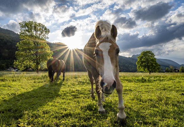 Curious Haflinger horse