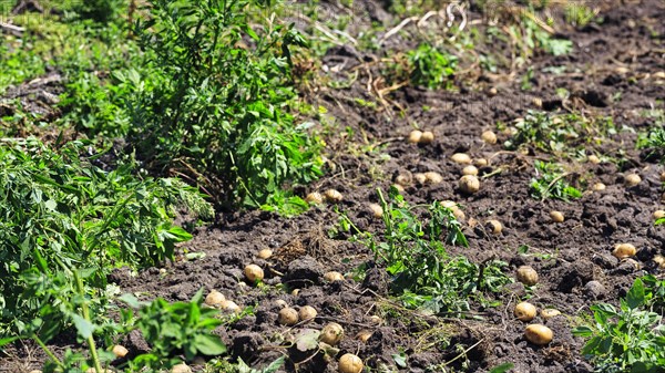 Potato field