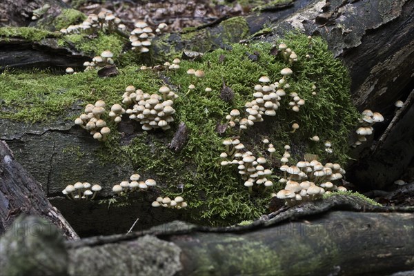 Sulphur tuft