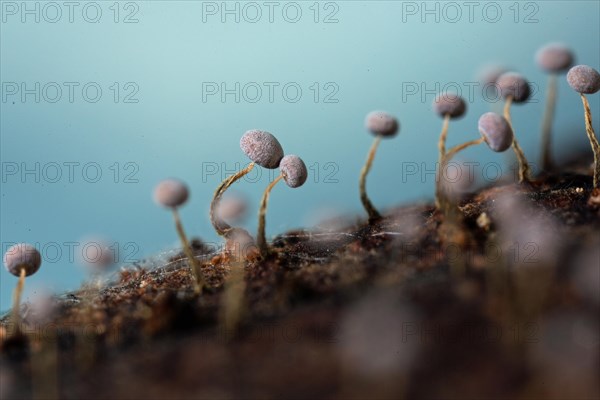 Yellow-grey stalk some fruiting bodies with brownish curved stems and grey hats on tree trunk against blue sky