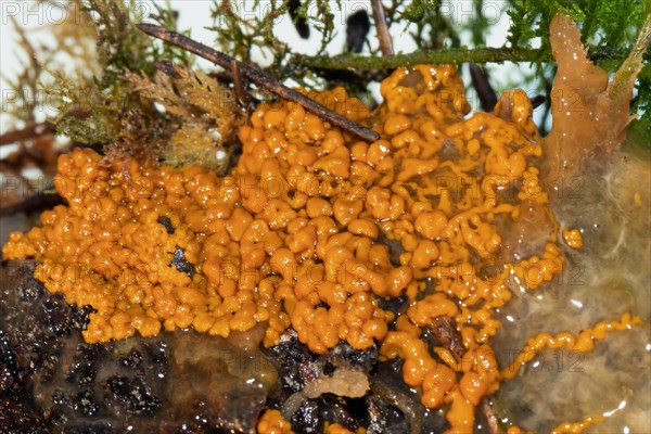 Slime mould Plasmodium multinucleate gelatinous orange mass on tree trunk