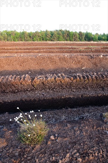 Peat cutting