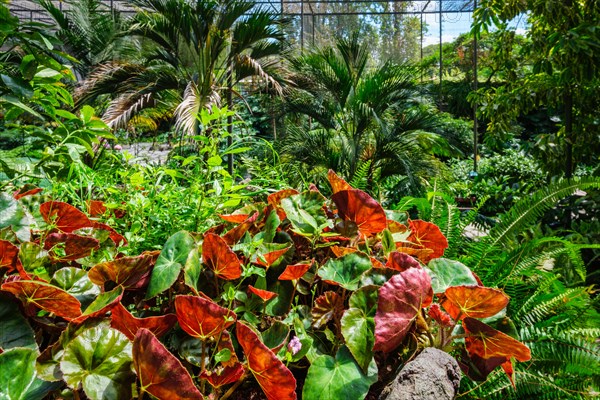 Interior view of the cold house Estufa Fria is a greenhouse with gardens