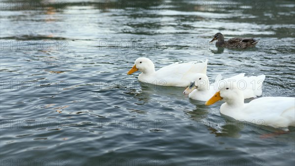 Wild ducks floating water