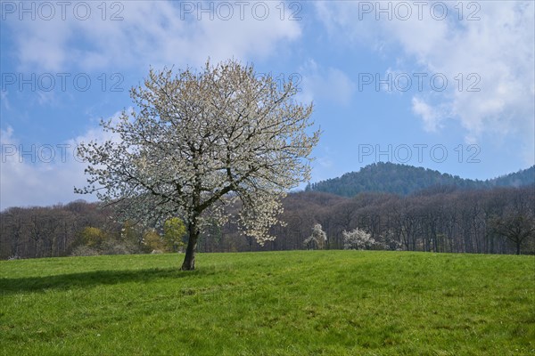 Cherry tree