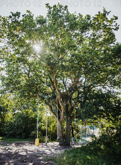 Tree with ropes to climb and swing