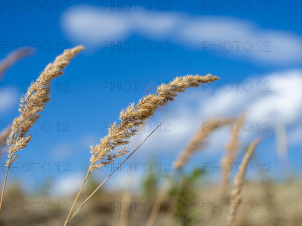 Grasses at Partwitz Lake