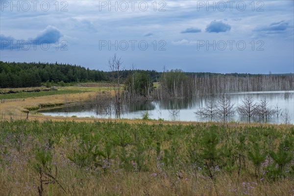 Trees planted for the recultivation of Lake Senftenberg