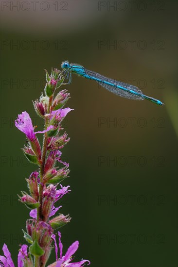 Goblet-marked damselfly