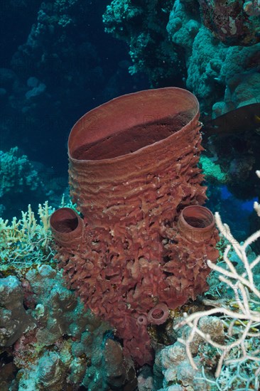 Spiny tube sponge