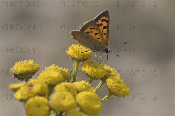 Small copper