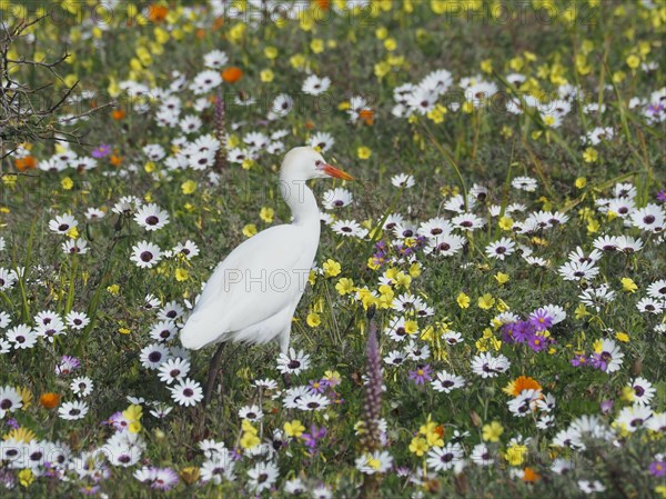 Yellow-billed egret