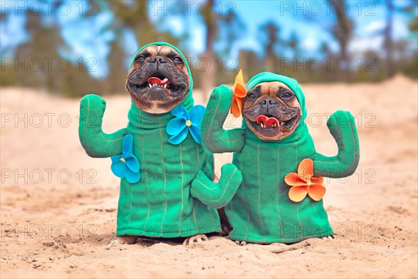 Funny pair of French Bulldog dog dressed up with cactus costumes with fake arms and flowers standing on sandy ground