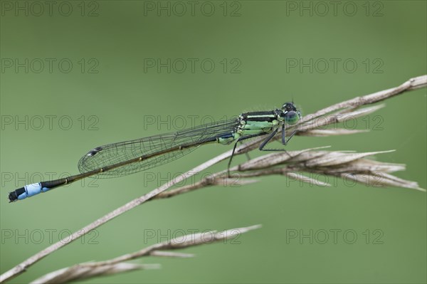 Blue-tailed damselfly