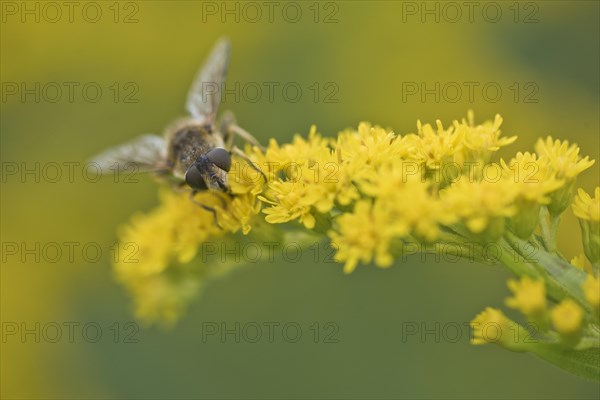 Medium wedge-winged hoverfly