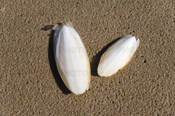 Common cuttlefish