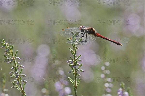 Vagrant darter