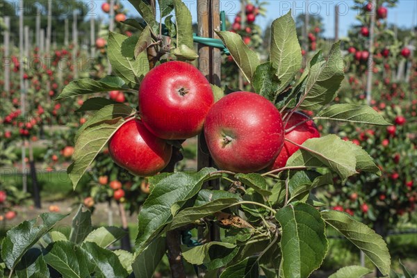 Apple plantation of Discovery apples in Oesterlen fruit district